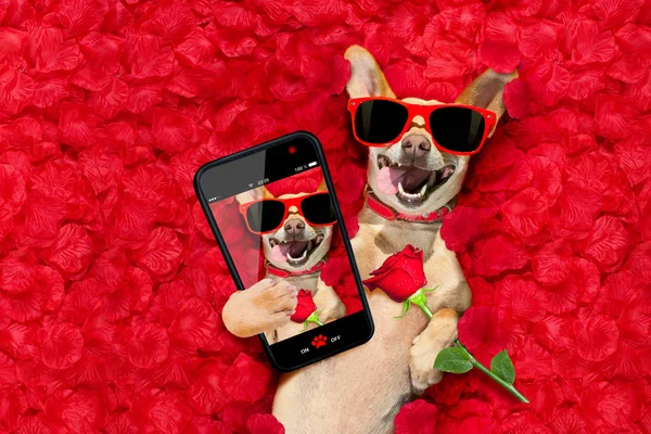 Valentines dog   with  rose petals — Stock Photo, Image