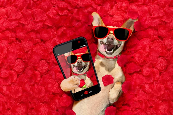 Valentines dog   with  rose petals — Stock Photo, Image