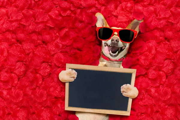 Valentinky pes s růží — Stock fotografie
