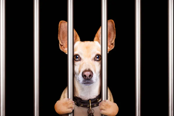 Criminal dog behind bars in police station, jail prison, or shel — Stock Photo, Image