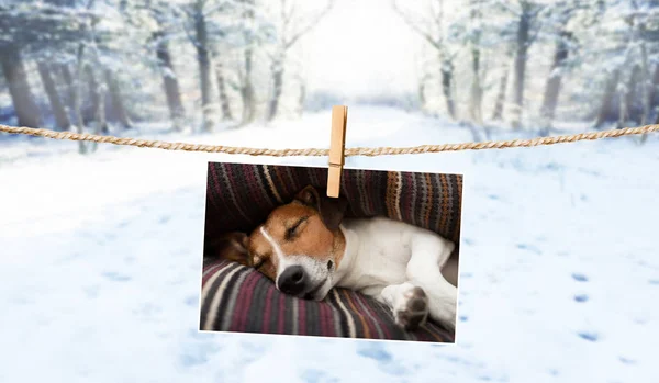 Photo mignonne de chien sur ficelle en hiver — Photo