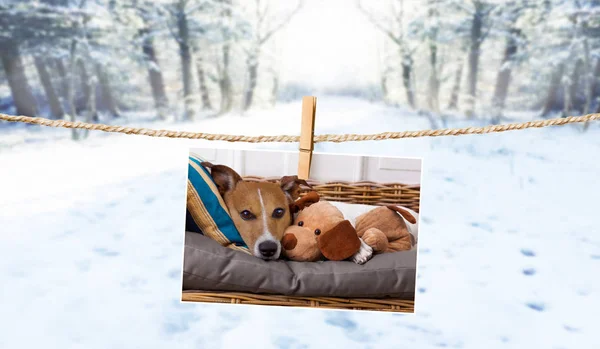 Photo mignonne de chien sur ficelle en hiver — Photo