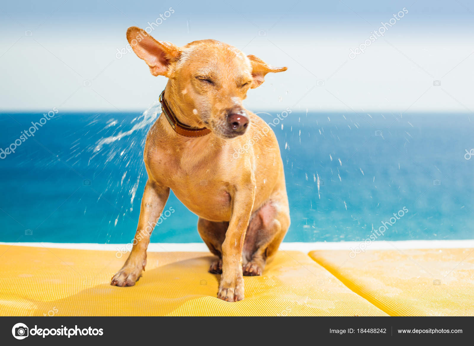Wet Dog Shaking Off Water Stock Photo Image By C Damedeeso 184488242