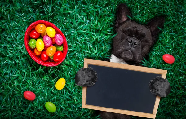 Feliz cão de Páscoa com ovos — Fotografia de Stock