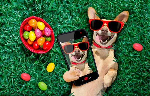 Happy easter dog with eggs — Stock Photo, Image