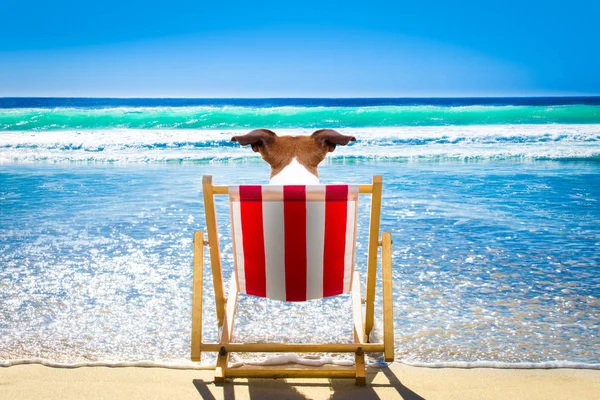 Hund entspannt sich im Strandkorb — Stockfoto