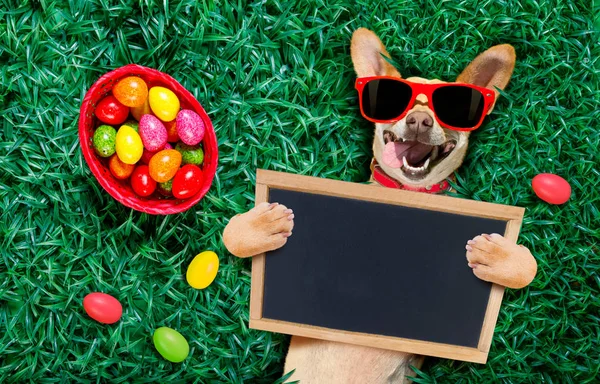 Glad påsk hund med ägg — Stockfoto