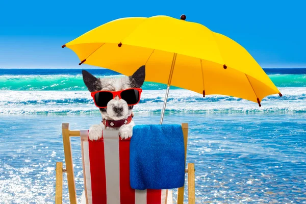 Dog relaxing on a beach chair — Stock Photo, Image