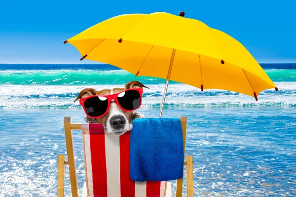 Dog relaxing on a beach chair — Stock Photo, Image