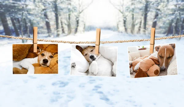 Schattige foto's van honden op de tekenreeks in de winter — Stockfoto