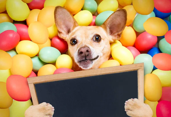 Χαρούμενο Πάσχα σκυλί με αυγά — Φωτογραφία Αρχείου