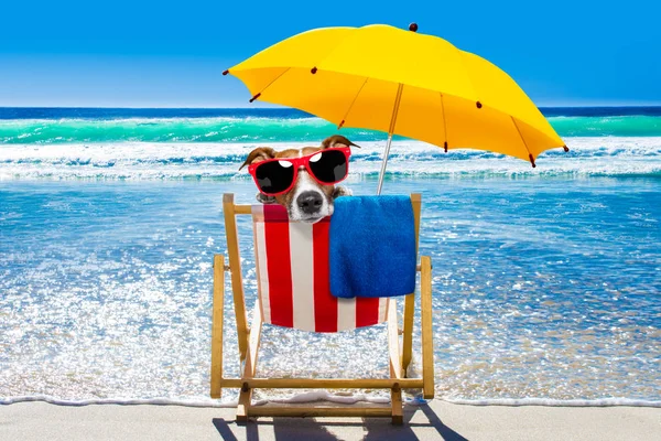 Pes na dovolené na pláži židli — Stock fotografie