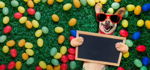 Hapy Πάσχα σκυλί με αυγά — Φωτογραφία Αρχείου