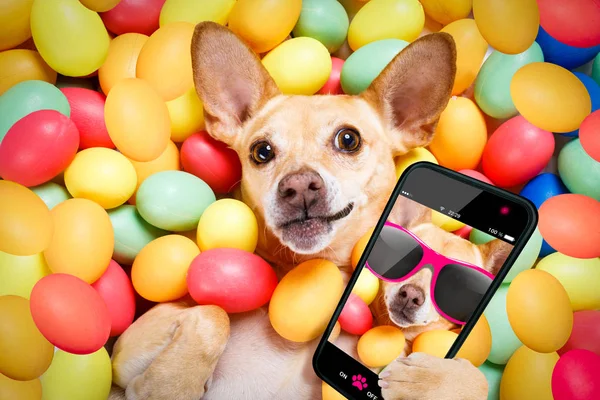 Heureux chien de Pâques avec oeufs selfie — Photo