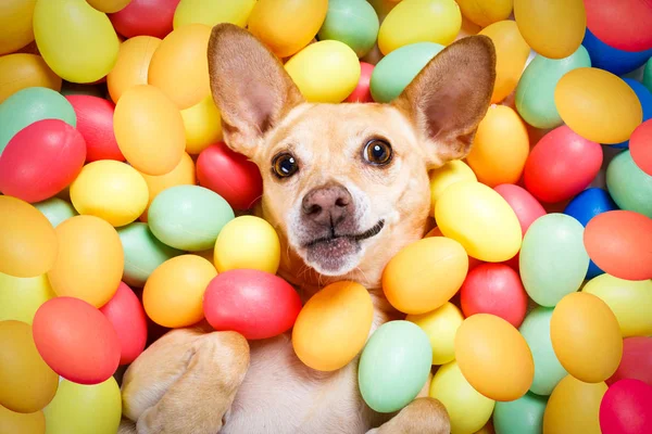 Heureux chien de Pâques avec des œufs — Photo