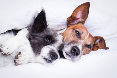köpek yatakta aşık Çift