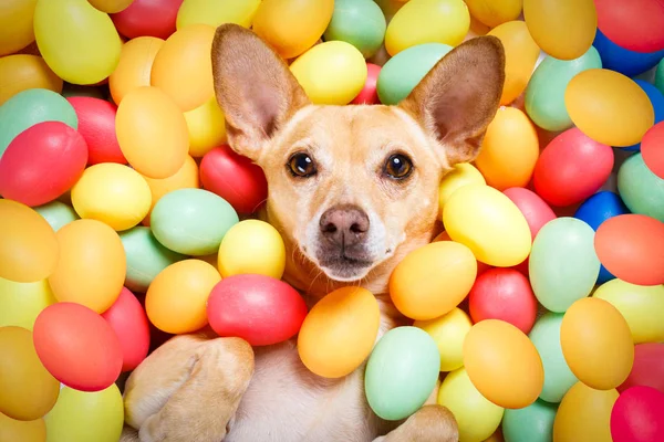 Счастливая пасхальная собака с яйцами — стоковое фото