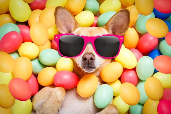 Счастливая пасхальная собака с яйцами — стоковое фото