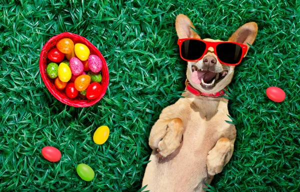 Glücklicher Osterhund mit Eiern — Stockfoto