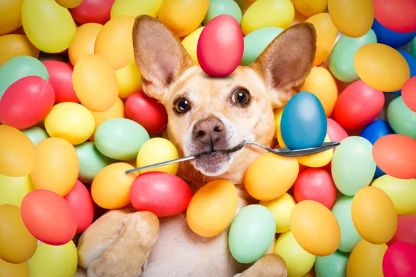 Feliz cão de Páscoa com ovos — Fotografia de Stock