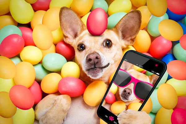 Heureux chien de Pâques avec oeufs selfie — Photo