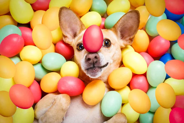 Heureux chien de Pâques avec des œufs — Photo