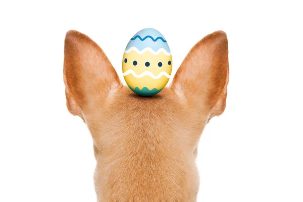 Happy easter dog with egg — Stock Photo, Image