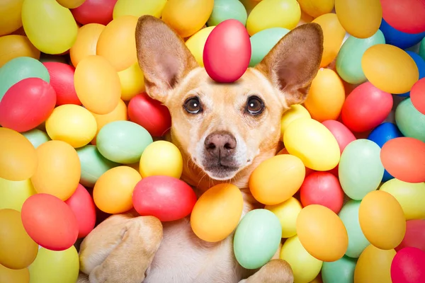 Feliz cão de Páscoa com ovos — Fotografia de Stock