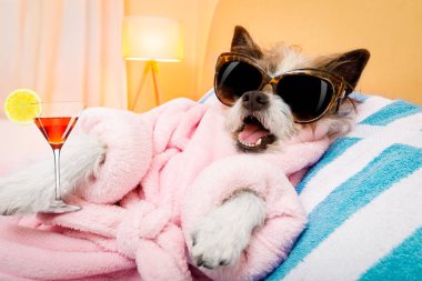 köpek spa sağlık salon 