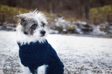 kar buz gibi buzlu köpek