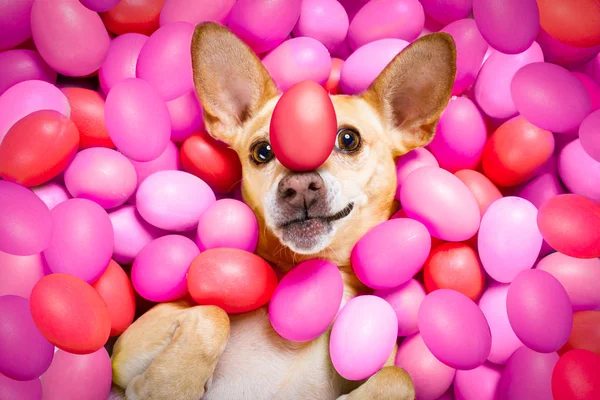 Щасливий великодній собака з яйцями — стокове фото