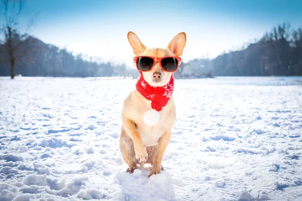 Eisglatter Hund im Schnee — Stockfoto
