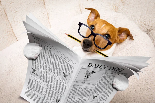 Hund liest Zeitung — Stockfoto