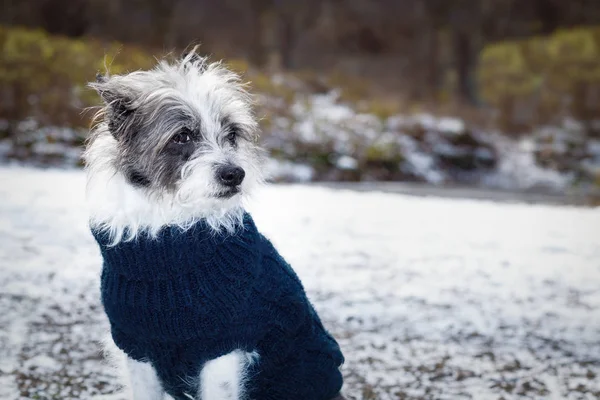 Frysa isiga hunden i snön — Stockfoto