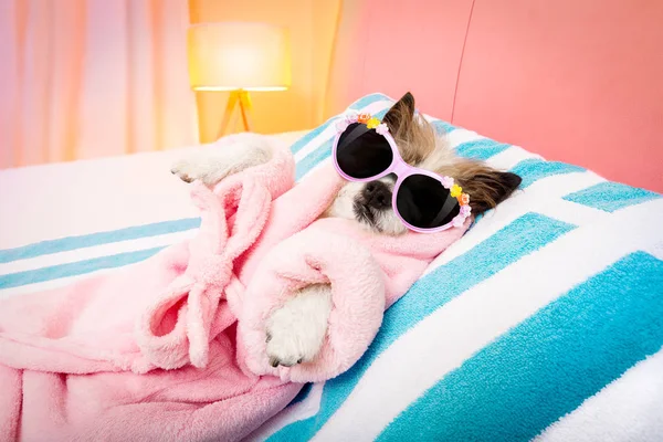 Dog spa wellness salon — Stock Photo, Image