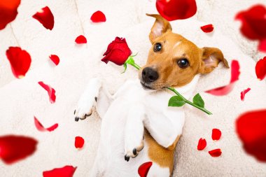 mutlu Sevgililer köpek