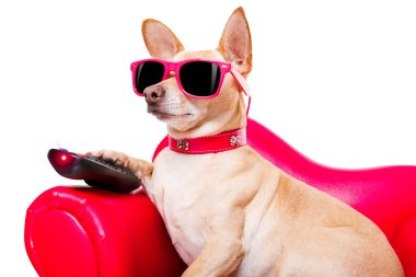 kanepede televizyon izlerken köpek 