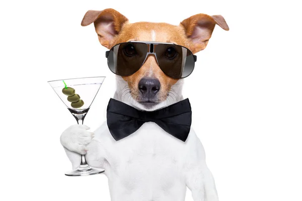 Cocktail drinking  dog — Stock Photo, Image