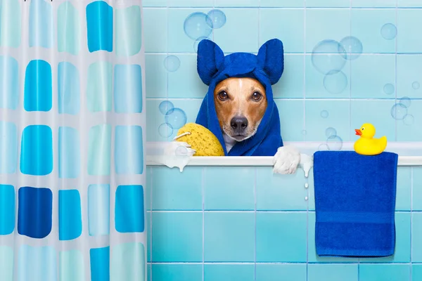 Hund unter der Dusche — Stockfoto