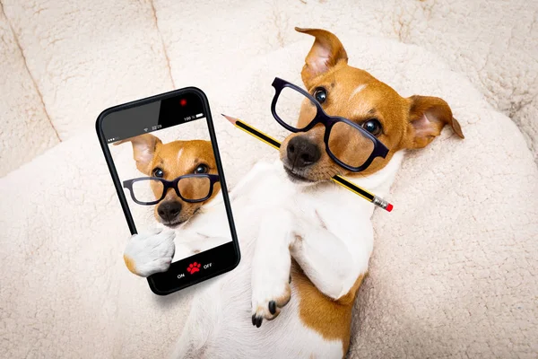 Ufficio lavoratore capo cane selfie — Foto Stock