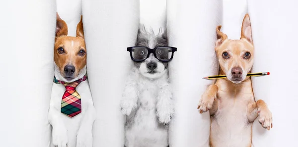 Burnout couple of dogs — Stock Photo, Image