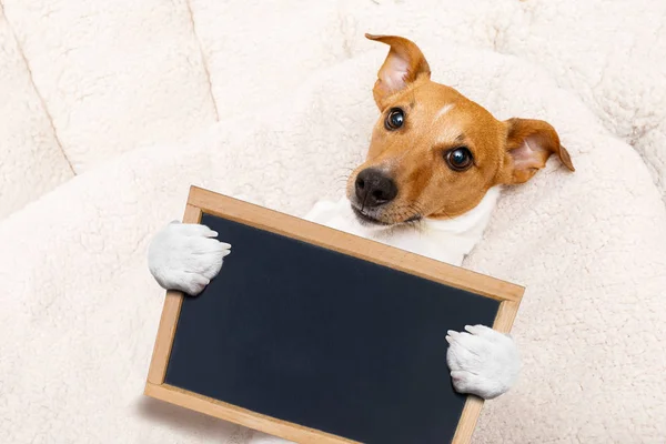 Kantoor werknemer baas hond — Stockfoto