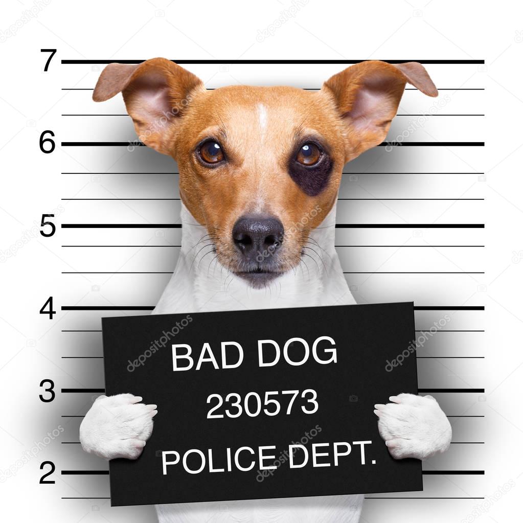 mugshot dog at police station