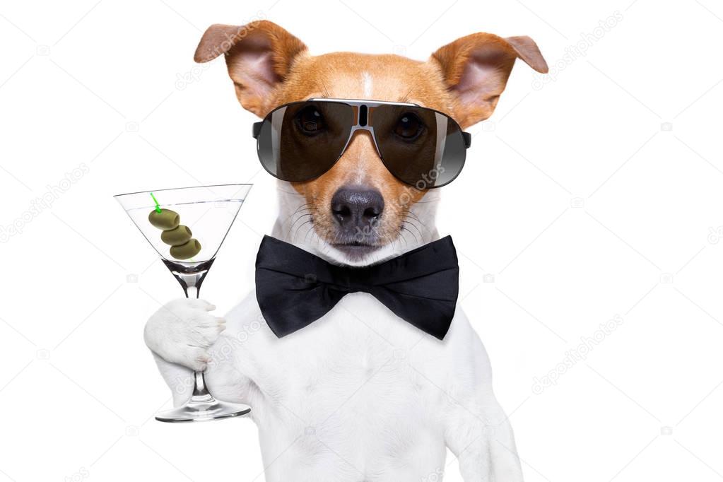 cocktail drinking  dog