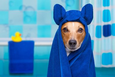 köpek duş veya Sağlık Spa