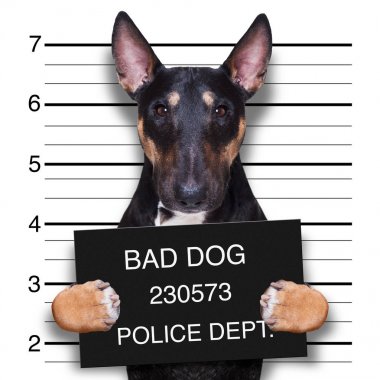 Polis karakoluna MugShot köpek