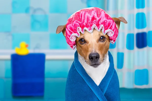 Cane in doccia o spa benessere — Foto Stock