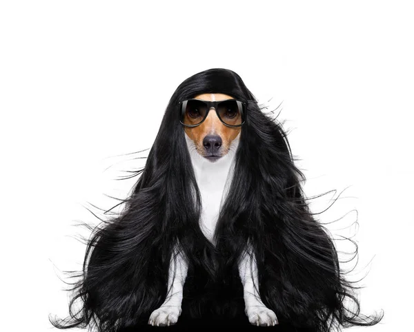 Dog in  wellness spa or hairdresserss — Stock Photo, Image