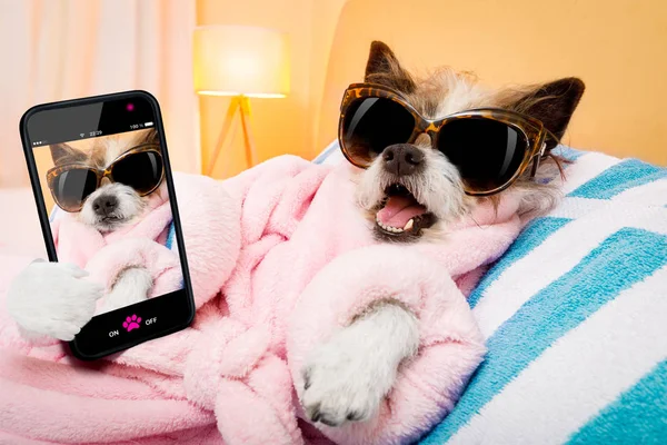 Perro spa salón de bienestar selfie — Foto de Stock