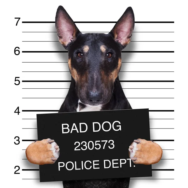 Mugshot hond op politiebureau — Stockfoto